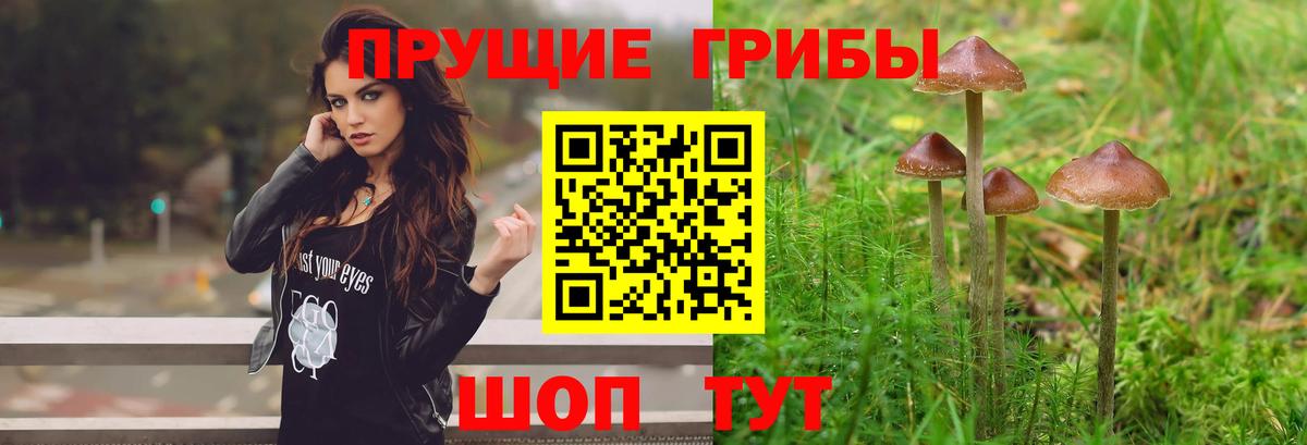 Белгород  Псилоцибиновые грибы мицелий  Вход с VPN 